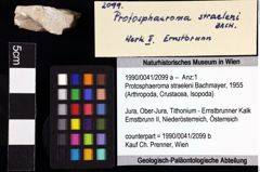 Foto (Objket + Etiketten) von Protosphaeroma straeleni (Bachmayer, 1955) 